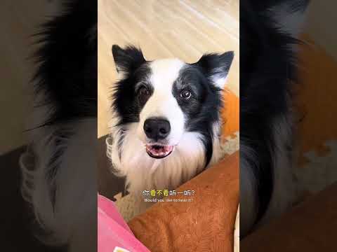 蛋:我胖点怎么了让狗有福你不知道吗? #边牧 #时尚C位又被萌主拿捏了 #萌主总动员 #抖in萌宠计划 #万物可爱计划