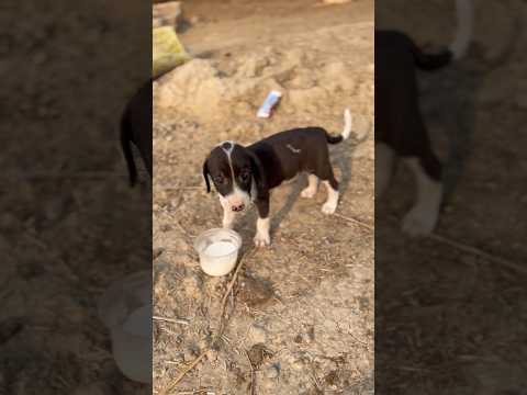 🍼 My Little Puppy’s First Milk Moment!