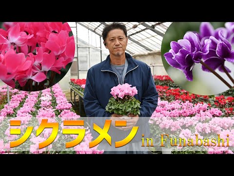 冬を彩る色鮮やかな花　船橋のシクラメン