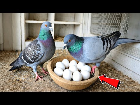 متابعة الحمام اليوميه👌لقيت مفاجأة وبيض وحاجات غريبه😂
