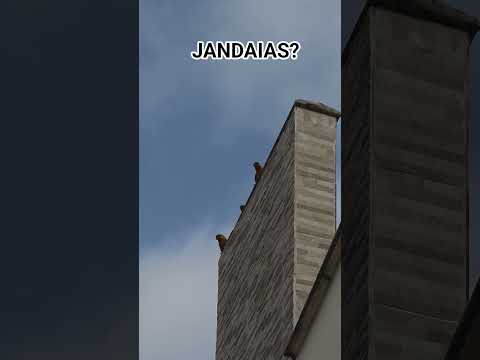 Jandaias🦜? #Jandaya Parakeet #parrot
