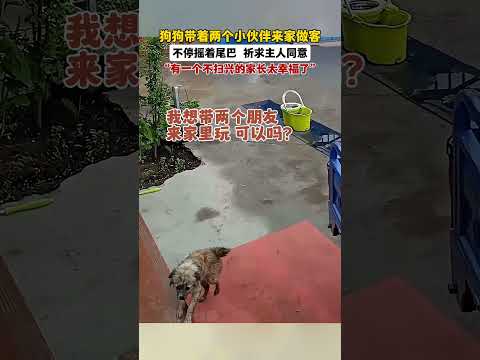 狗狗带着小伙伴来串门,摇尾祈求主人同意,像极了我们小时候串门的样子。#画一个故事 #治愈系 #狗狗的心思都写在脸上了 #万物皆有灵性 #狗狗故事