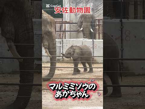 マルミミゾウのあかちゃん＃動物#shorts