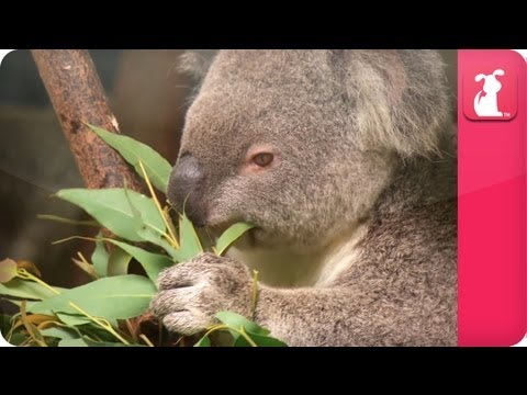 Bindi & Robert Irwin feature - Koala (April) - Growing Up Wild - UCPIvT-zcQl2H0vabdXJGcpg