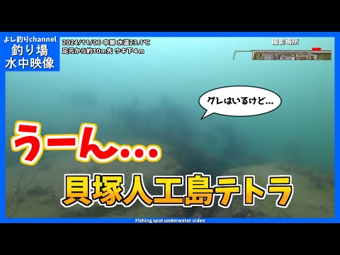 【うーん...】グレはいるんだけどな... 大阪の釣り場「貝塚人工島テトラ」2024年11月 秋の水中映像  No.404