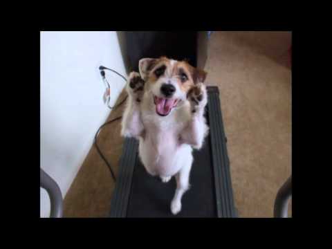 Jesse Sweep and Treadmill