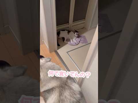 弟そっちのけで洗面所を探検する猫 #シベリアンハスキー #ハスキー #猫
