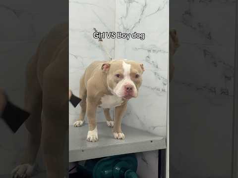 ქაჯანები 😈 VS თორიკო 👼