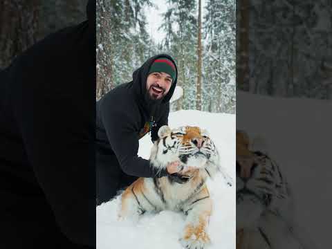 Мой лучший друг! 🐅