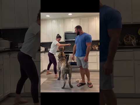 funnydogs#cute#doglover#doglife#cure#dogshorts#pet#doglife#dogshorts