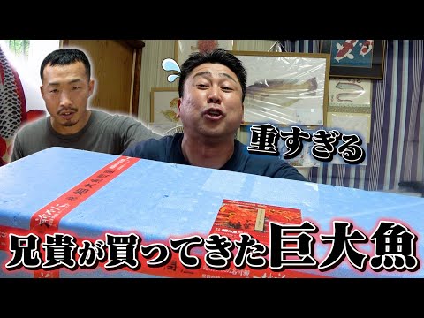 【10kg越え】兄貴が仕入れてきた魚がデカすぎた！