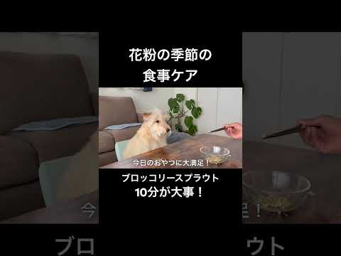 【食の豆知識】愛犬にブロッコリースプラウト！10分が大事！