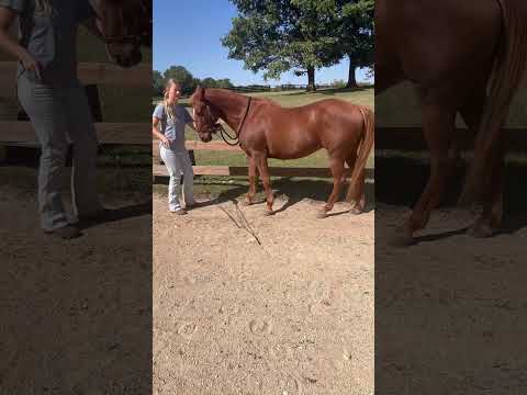 I like to ride the horses bareback from the pasture & being able to mount from the fence is a must!