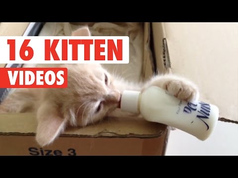 16 Funny Kittens | Cute Cat Video Compilation 2017 - UCPIvT-zcQl2H0vabdXJGcpg