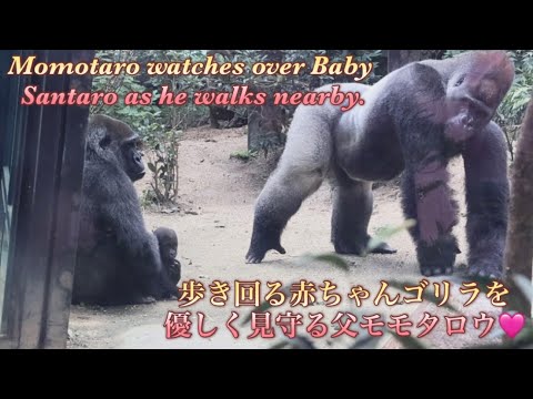 両親の間を行ったり来たりして遊ぶ赤ちゃんゴリラを、優しく見守る父モモタロウ⭐️Gorilla【京都市動物園】Momotaro watches over Baby Santaro as he walks