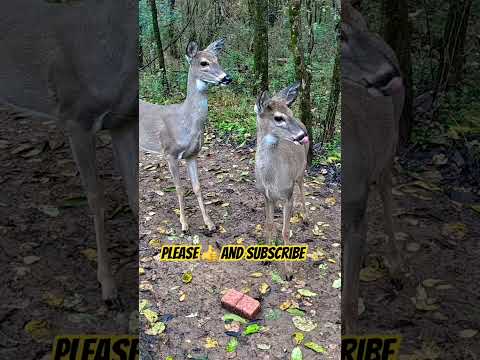 2 Curious Deer Up Close 🦌 | Funny Deer Video You’ll Love! #shorts