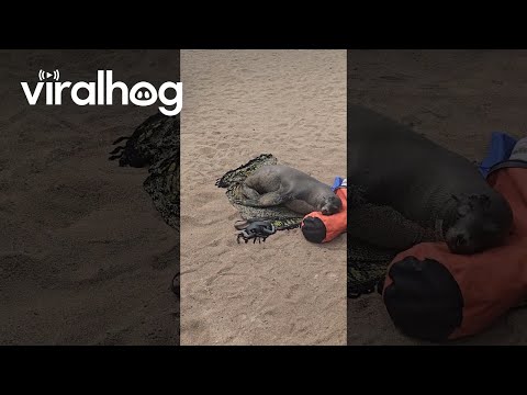 This Sea Lion Knows a Thing or Two About Comfort || ViralHog