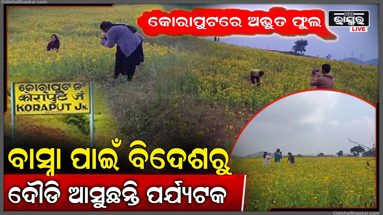 କୋରାପୁଟରେ ରହିଛି ଏମିତିି ଏକ ଅଦ୍ଭୁତ ଫୁଲ, ଯାହାର ବାସ୍ନାରେ ମତୁଆଲା ହୋଇ ଦୌଡି ଆସନ୍ତି ପର୍ଯ୍ୟଟକ
