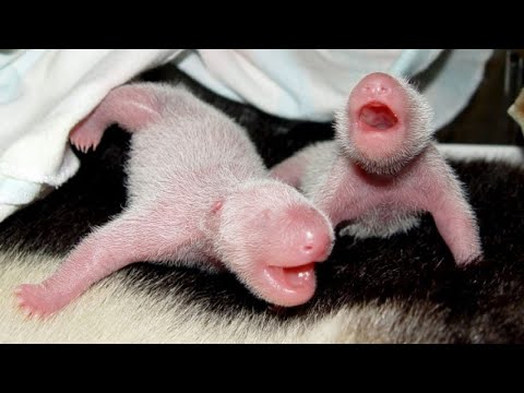 Nacen dos crías gemelas de panda gigante en el zoológico de Ueno, Tokio