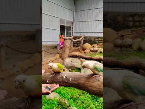 #birds #songs #shorts #viral #trending #naadaniyaan