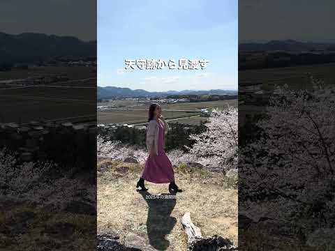 夜にはライトアップも見れる💡玉城町のシンボル「田丸城跡の桜🌸」