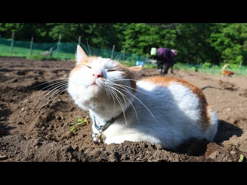 猫の動画サムネイル - ちろぽんさばじろうと小豆の種まき　250605