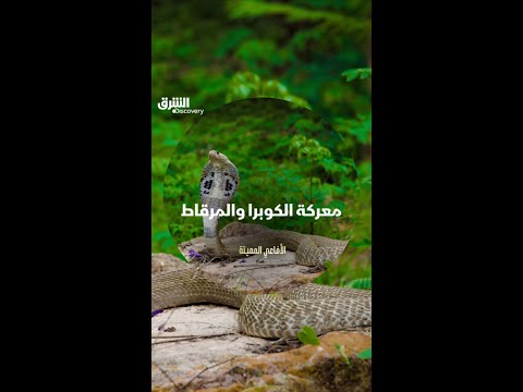 معركة الكوبرا والمرقاط