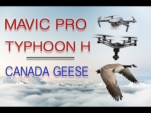 DRONE PHOTOGRAPHY - DJI Mavic Pro & Yuneec Typhoon H & Canada Geese - UCm0rmRuPifODAiW8zSLXs2A