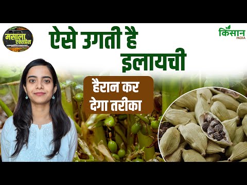 Cardamom Farming: इलायची कैसे बनती है?  फूल और प्रोसेसिंग देखिए पहली बार Masala Express ।Kisan India