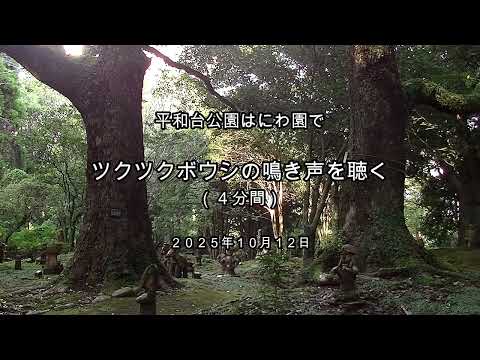 2025-10-16 ツクツクボウシの鳴き声を聴く(於:宮崎市平和台公園はにわ園)