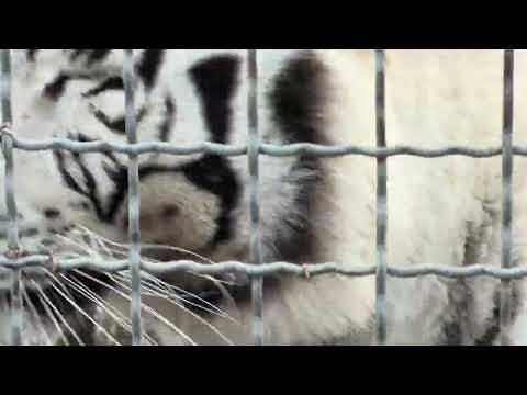 Наши белые тигры самые ТИГРИСТЫЕ в Мире, по крайней мере мне так кажется😂😂😂