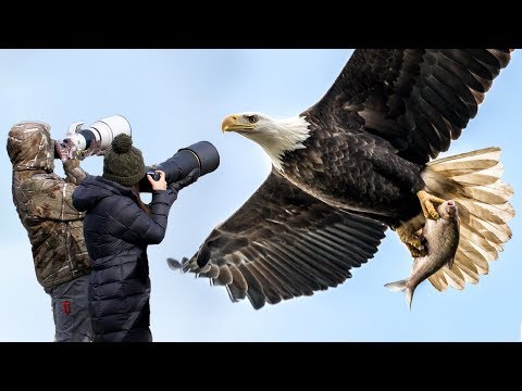 How to Photograph Flying Birds - UCDkJEEIifDzR_2K2p9tnwYQ