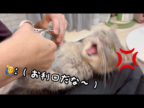 猫の爪切りで起きた微笑ましいハプニングまとめ サムネイル