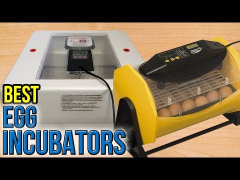 7 Best Egg Incubators 2017 - UCXAHpX2xDhmjqtA-ANgsGmw