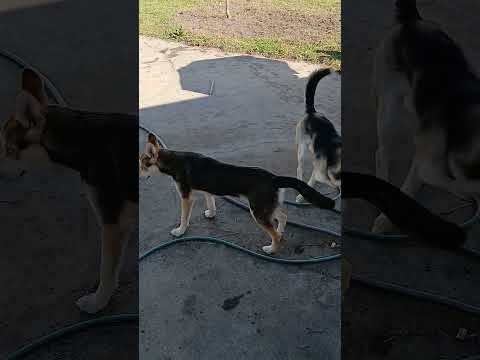 Petit et Gros chien qui jouent 🫶 #dog #doggielife #husky