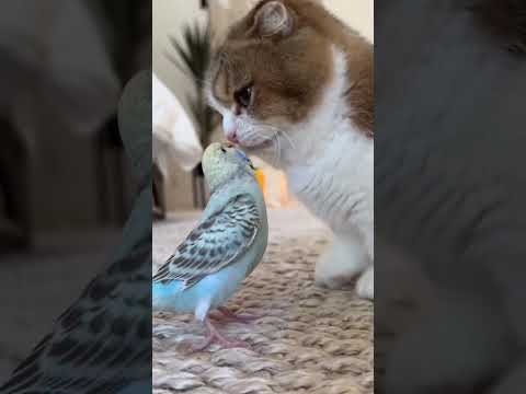 حب لقطط ول طيور حب لا ينتهي #nature #المراه