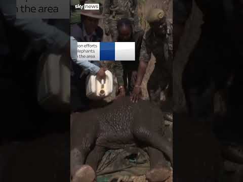 Overpopulated elephants relocated in Kenya