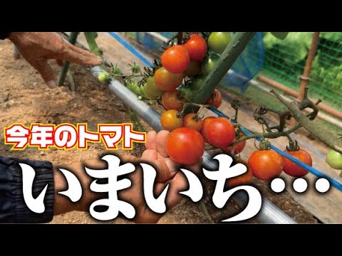 【ミニトマトべにすずめの収穫】数が採れたので納得です【糖度】【本人はおいしい】