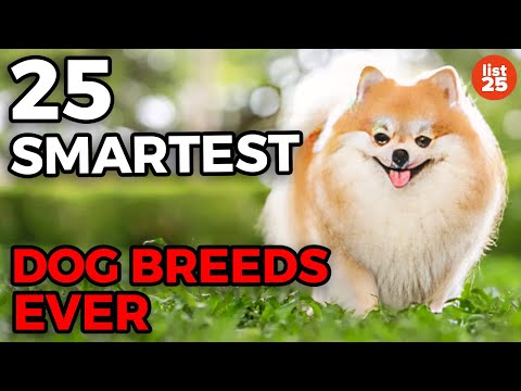 25 Smartest Dog Breeds Ever - UCWqJpFqlX59OML324QIByZA