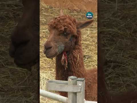 Alpaca who survived attack which killed four others returns home to her daughter #itvnews #alpaca