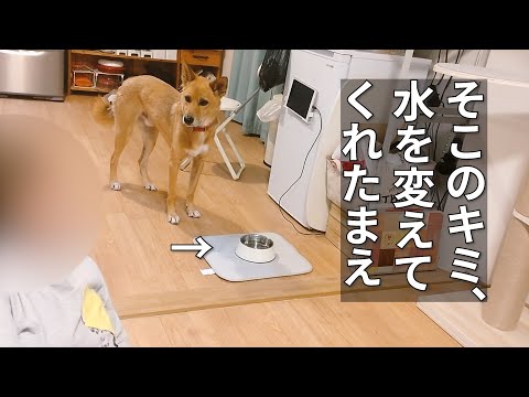 長男犬の主張