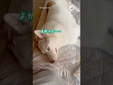犬の動画サムネイル - お母さんが来るまで赤ちゃんをあやすワンコ｜PECO