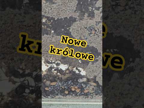 Messor barbarus mają księżniczki #insect #ants
