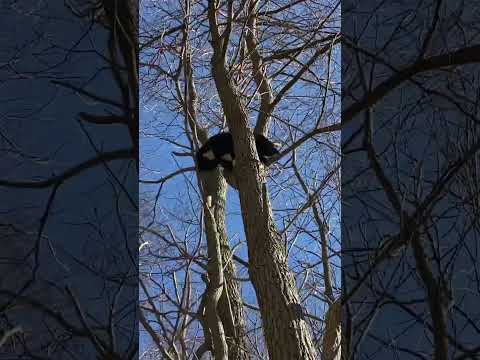 Convincing My Feral Cat to Get Down #rescuecats #adoptacat #animallover #catvideos #adorablecats