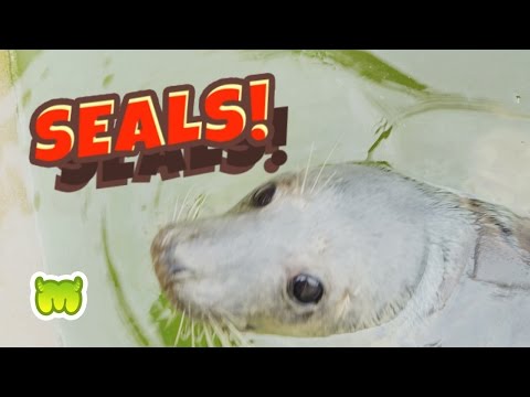 Moshi Monsters @ SEA LIFE # 3: Seals!