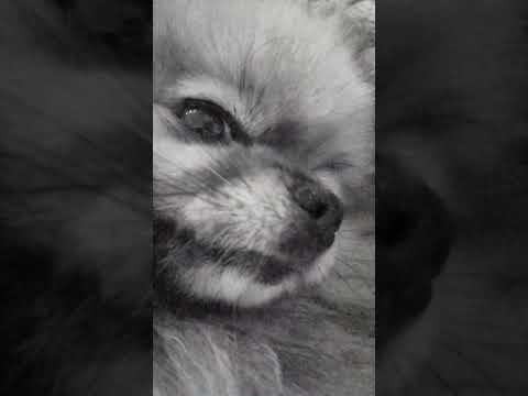 Моя Дуня😊 #song #music #warriorcats #wildcraft