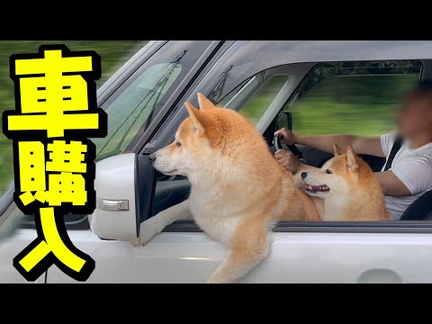 犬の動画サムネイル - 念願の車を買いに柴犬姉妹と片道220kmの旅へ行ってきた結果…