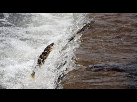 Live: Explore the ecological value of Qinghai Lake