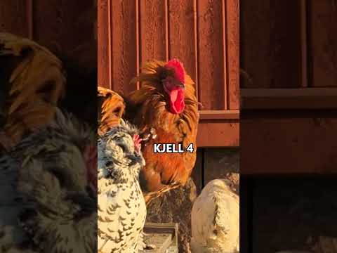 Är det fler som har udda namn på sina djur?😂