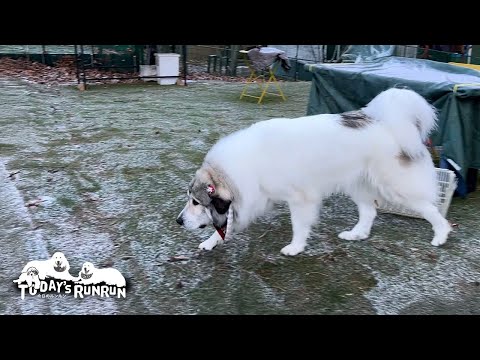 見られるのは月に3日ほど...シャンプーで真っ白になったベルです　Great Pyrenees　グレートピレニーズ